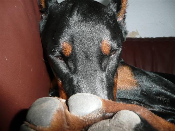 Dobermann Bomb. Cody di Altobello R I P 19.7.2014 billede 6