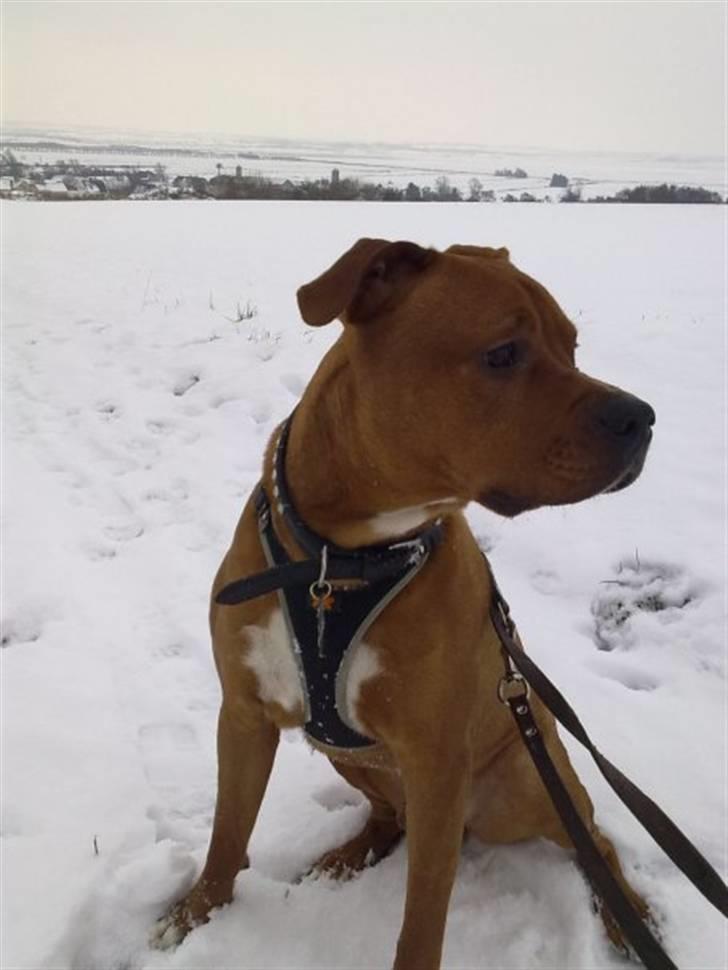 Amerikansk staffordshire terrier tyson billede 12