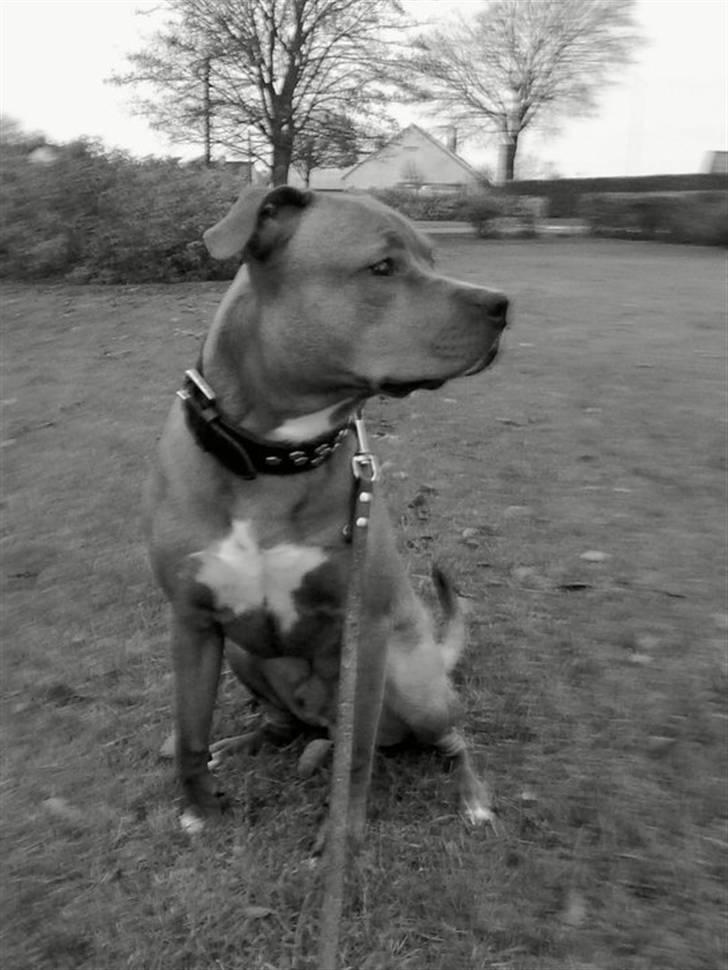 Amerikansk staffordshire terrier tyson billede 13