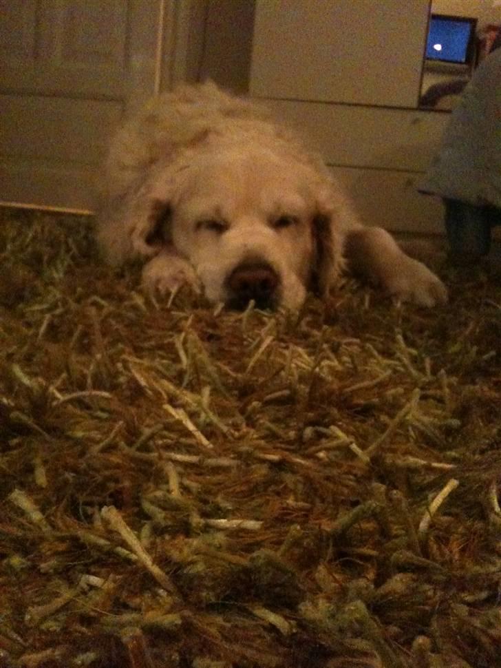 Golden retriever Simba - Du er da bare for nuttet!<3 billede 19