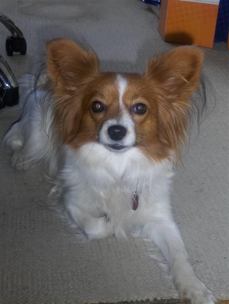 Papillon Liva (himmelhund) billede 6