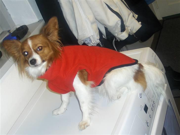 Papillon Liva (himmelhund) billede 7