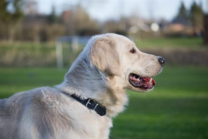 Golden retriever Shadow billede 3