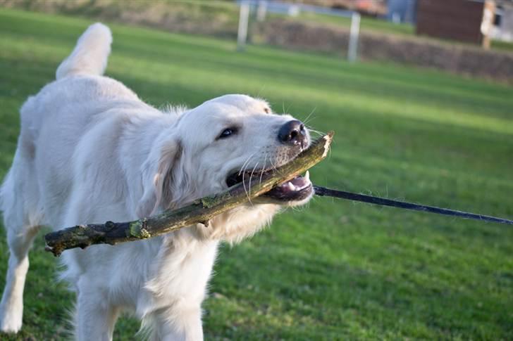 Golden retriever Shadow billede 4