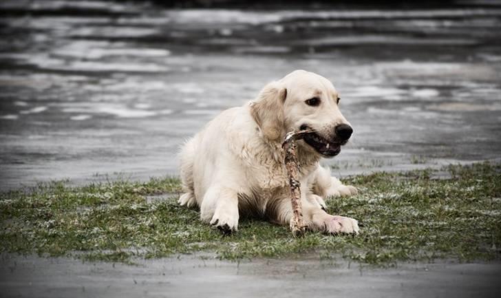 Golden retriever Shadow billede 5