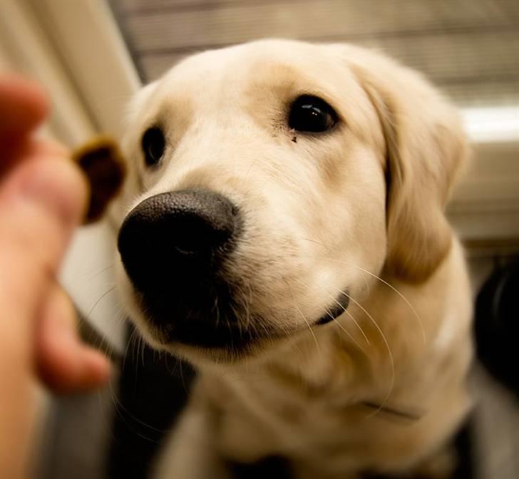 Golden retriever Shadow billede 6