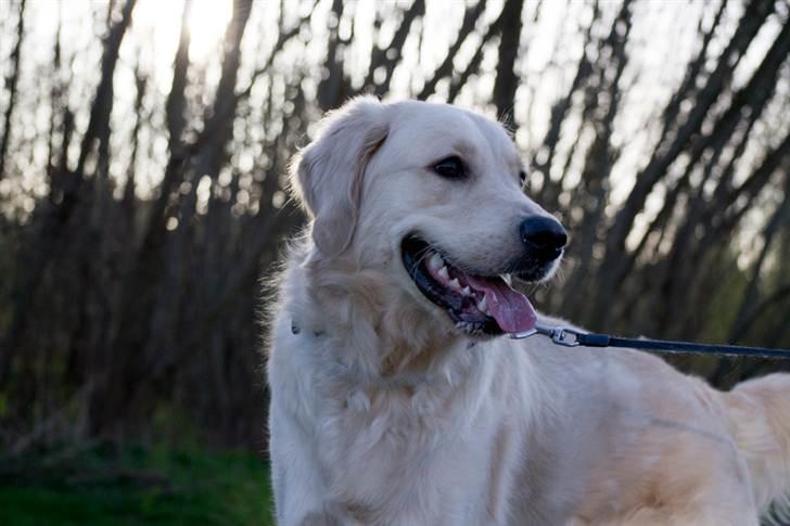 Golden retriever Shadow billede 8