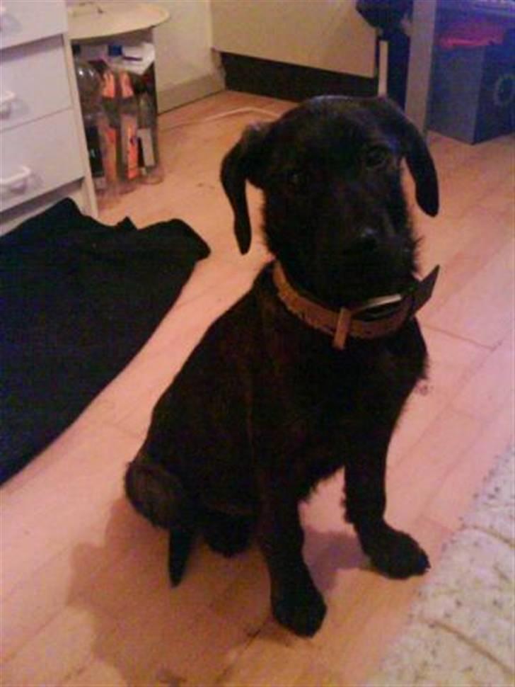 Blanding af racer Kira billede 1