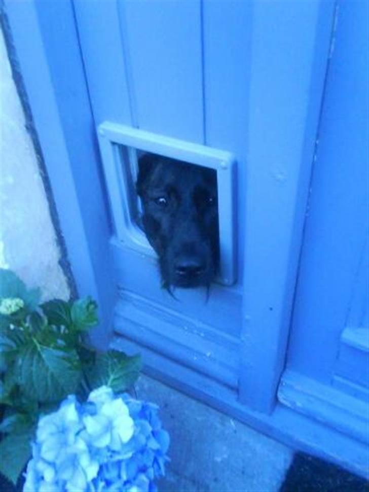 Blanding af racer Kira billede 2