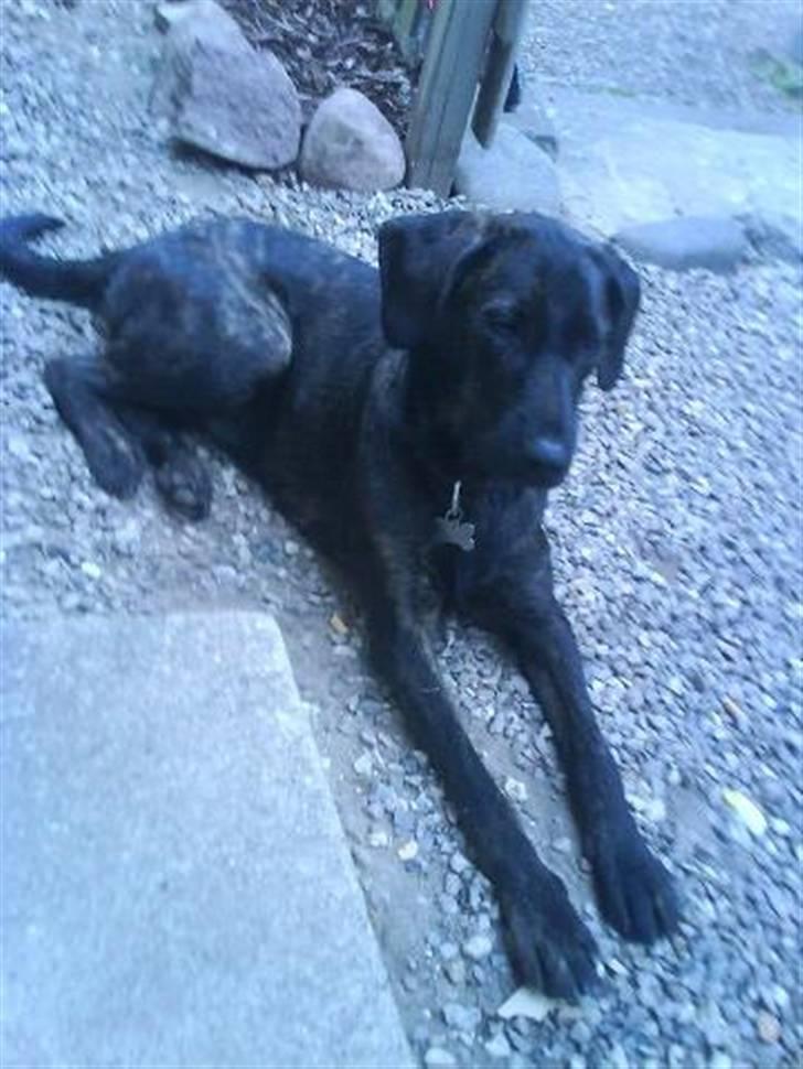 Blanding af racer Kira billede 3