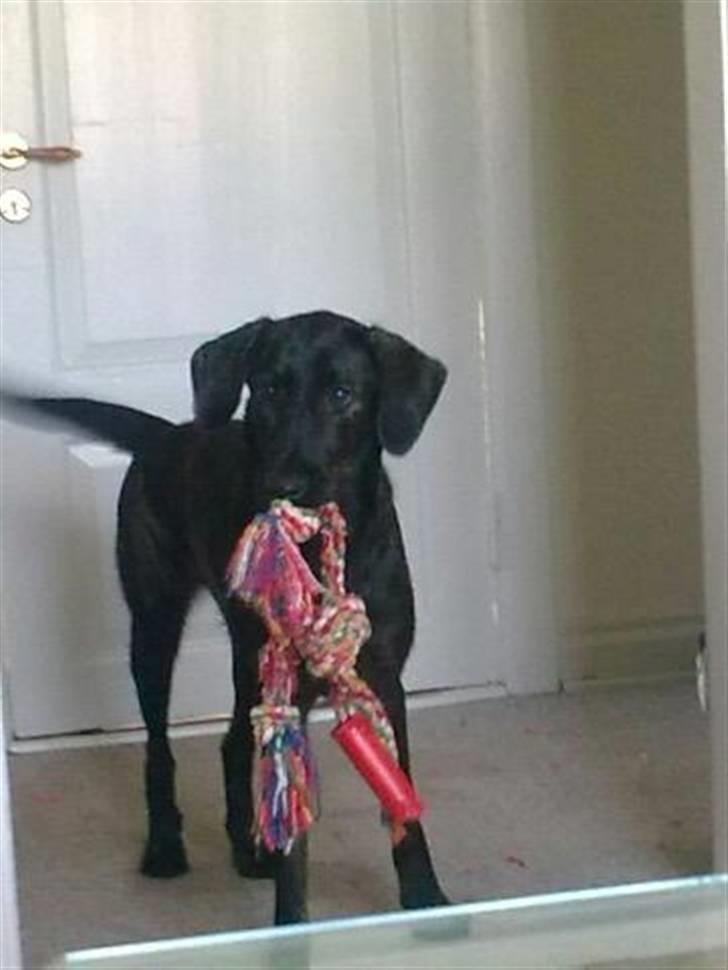 Blanding af racer Kira billede 4