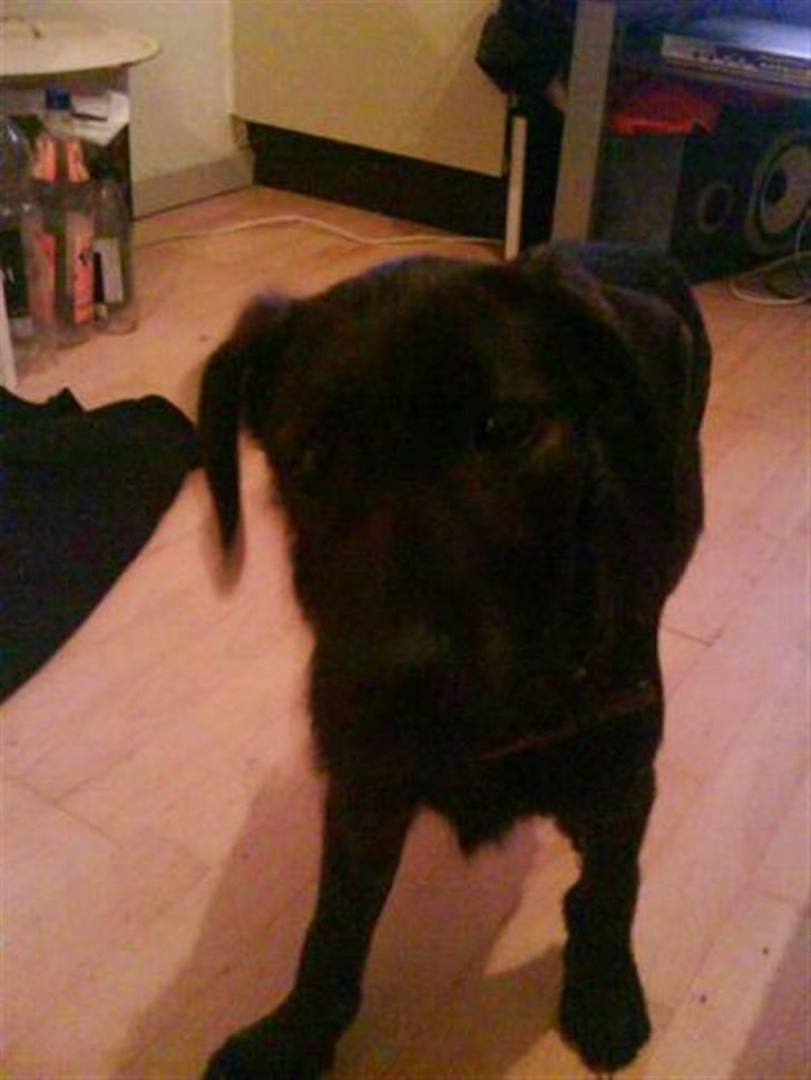 Blanding af racer Kira billede 5