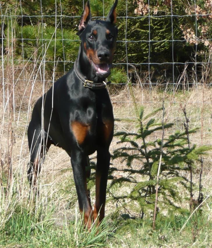 Dobermann Bomb. Cody di Altobello R I P 19.7.2014 billede 8