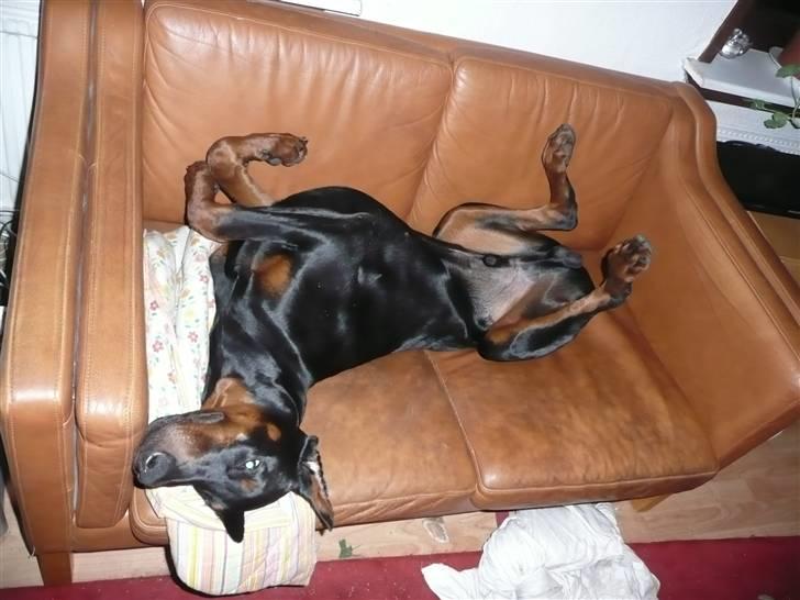 Dobermann Bomb. Cody di Altobello R I P 19.7.2014 billede 9