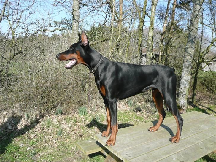Dobermann Bomb. Cody di Altobello R I P 19.7.2014 billede 10