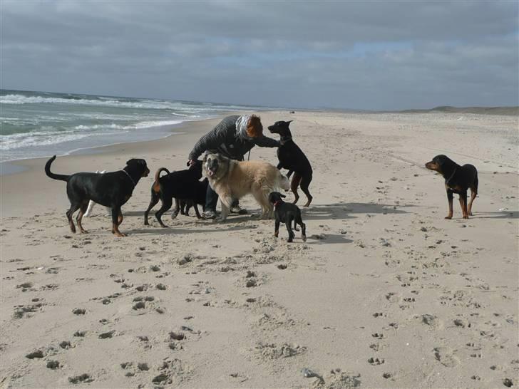 Dobermann Bomb. Cody di Altobello R I P 19.7.2014 billede 11