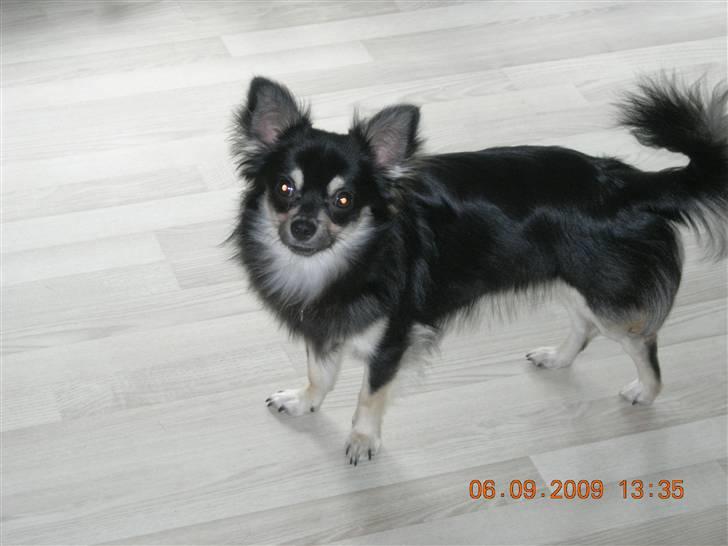 Chihuahua Lui billede 16