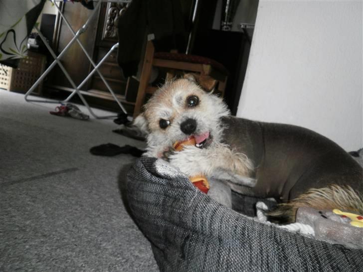 Blanding af racer Silje - sådan et fødselsdagsben er bare lækkert billede 16