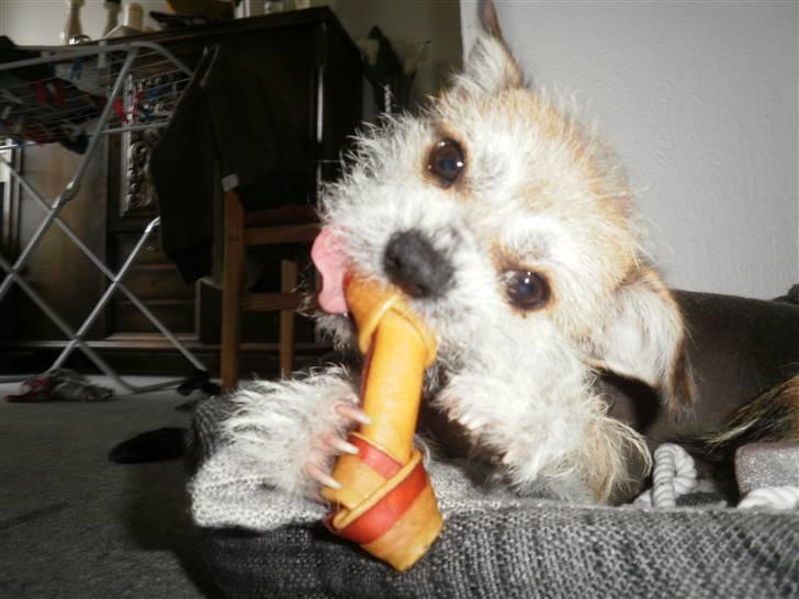 Blanding af racer Silje - Silje 1 år Hurraaaaa billede 17