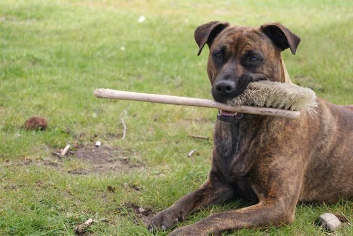 Blanding af racer Kita billede 15