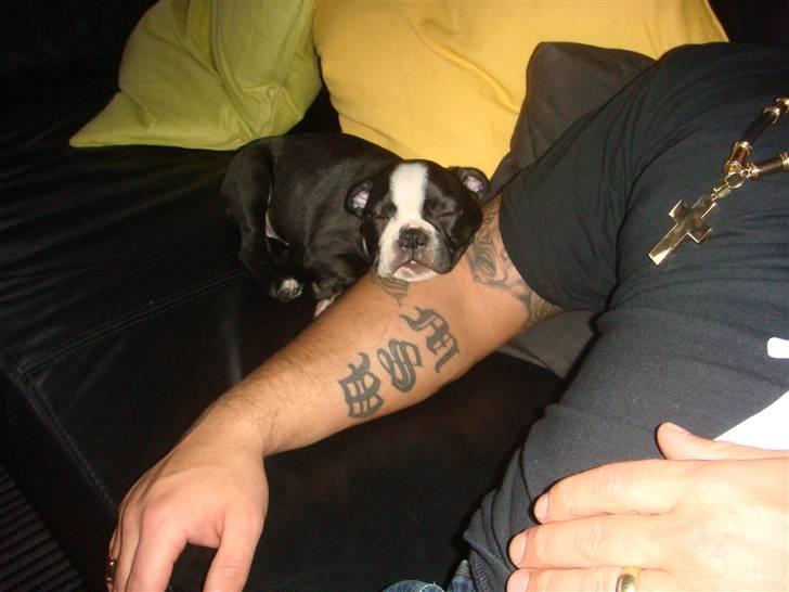 Boston terrier Ozzy billede 6