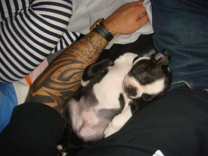 Boston terrier Ozzy billede 7