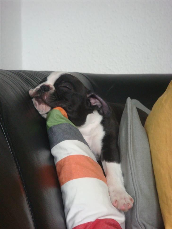 Boston terrier Ozzy billede 8