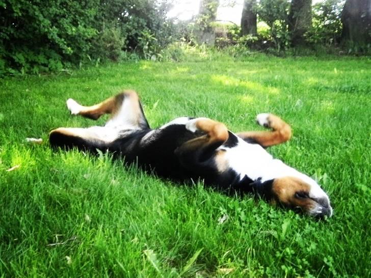 Grosser schweizer sennenhund bonita  billede 15