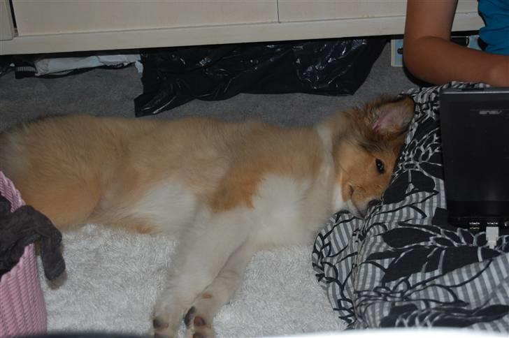 Collie langhåret CHILLI | Prinsessen - Zzzzz, let me be sleeping people! ;) <33 - Foto Isabella Mehl billede 16