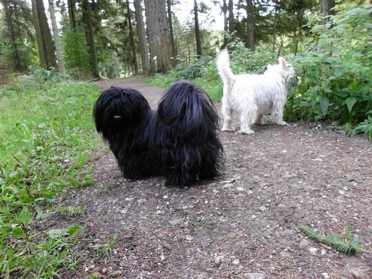 Shih tzu Raven aka DIVAEN.  - Lad mig nu gå tur billede 6