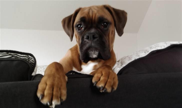 Boxer Lucca - Lucca bestemmer i sofaen billede 14