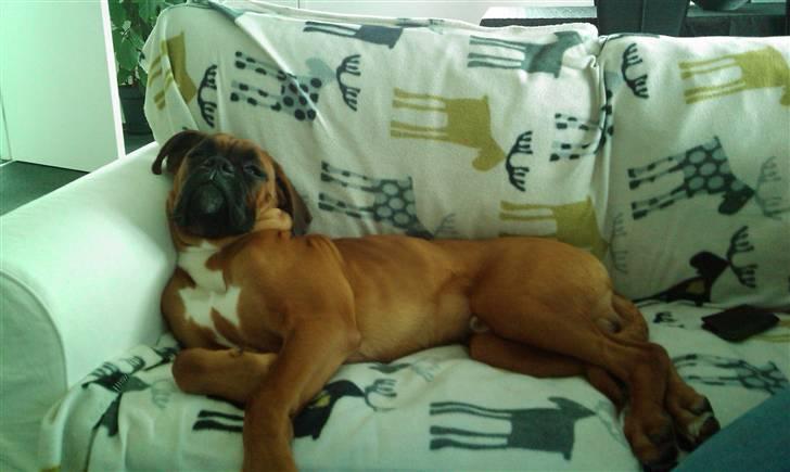 Boxer Lucca - Lucca der relaxer i sofaen billede 15
