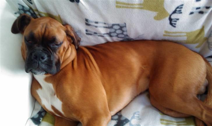 Boxer Lucca billede 16