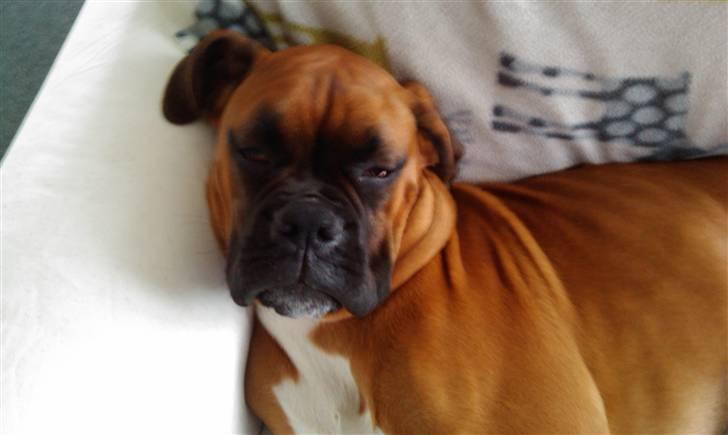 Boxer Lucca billede 17