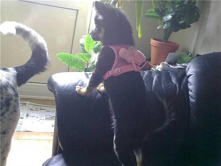 Chihuahua Cookie TAR IKKE IMOD UDFO - Prøver "Pepetit" selen med engle el. sommerfugle-vingerne på ;o)  billede 4