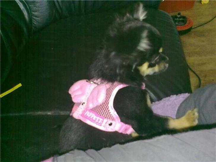 Chihuahua Cookie TAR IKKE IMOD UDFO - Den klæder hende nu ret godt den "Pepetit" sele.  billede 5