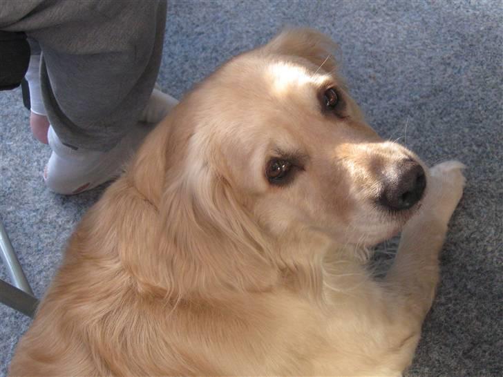 Golden retriever Lonnie R.I.P Himmelhund <3 <3 12.12.12 billede 1