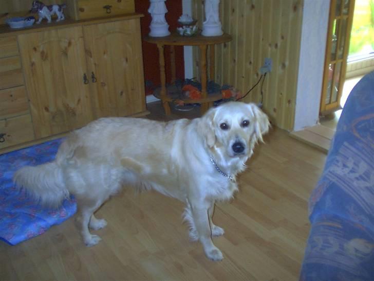Golden retriever Lonnie R.I.P Himmelhund <3 <3 12.12.12 billede 2