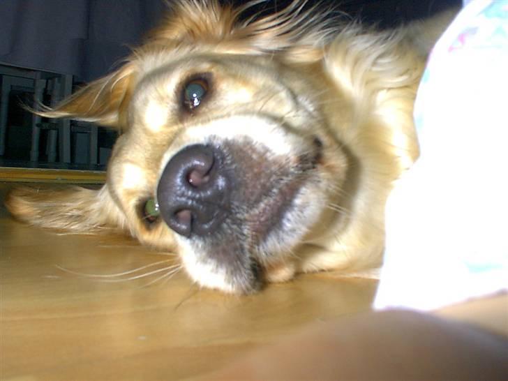 Golden retriever Lonnie R.I.P Himmelhund <3 <3 12.12.12 billede 3