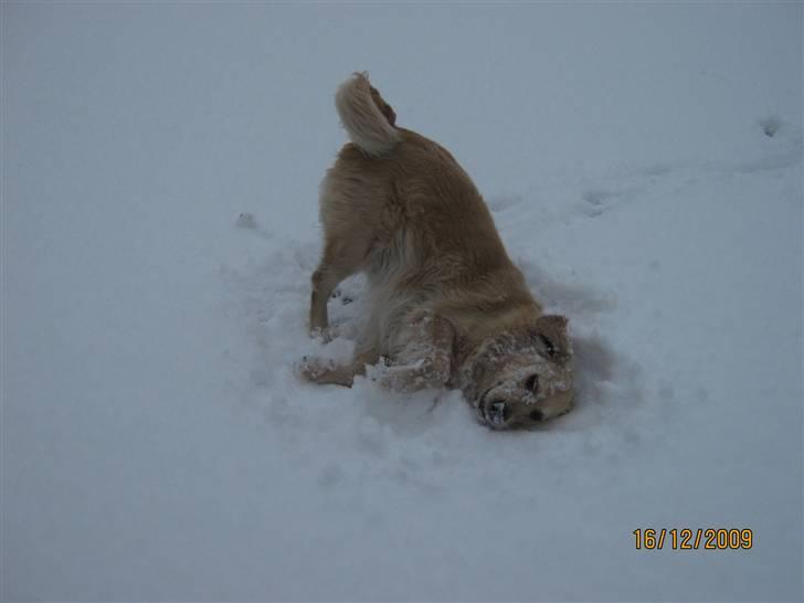 Golden retriever Lonnie R.I.P Himmelhund <3 <3 12.12.12 billede 4