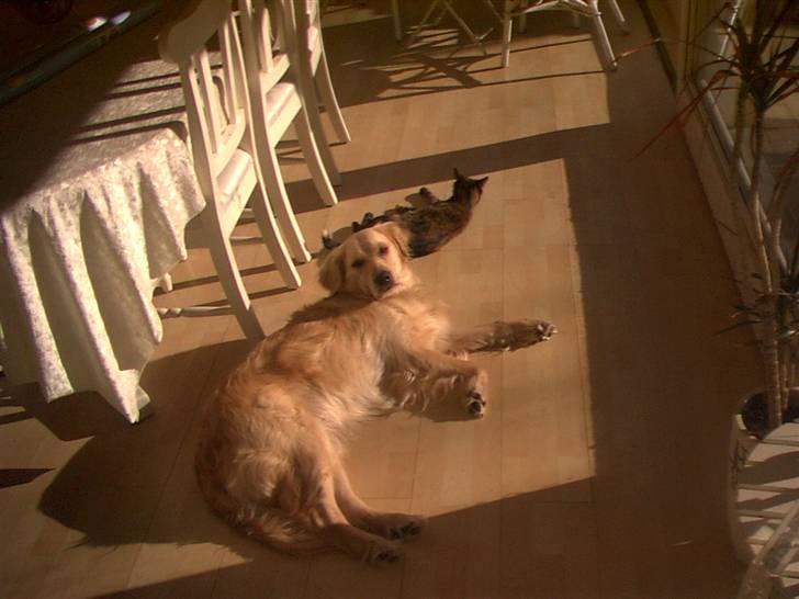 Golden retriever Lonnie R.I.P Himmelhund <3 <3 12.12.12 billede 5