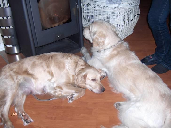 Golden retriever Lonnie R.I.P Himmelhund <3 <3 12.12.12 billede 6