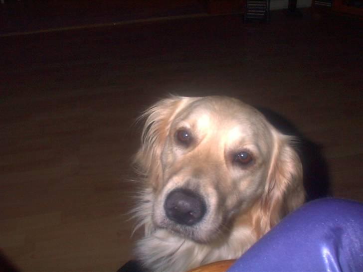 Golden retriever Lonnie R.I.P Himmelhund <3 <3 12.12.12 billede 7