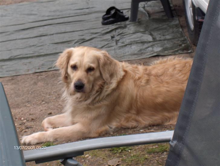 Golden retriever Lonnie R.I.P Himmelhund <3 <3 12.12.12 billede 8