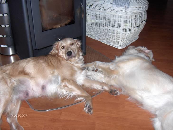 Golden retriever Lonnie R.I.P Himmelhund <3 <3 12.12.12 billede 9