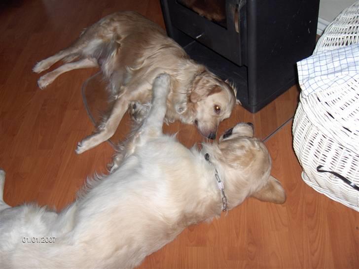 Golden retriever Lonnie R.I.P Himmelhund <3 <3 12.12.12 billede 10