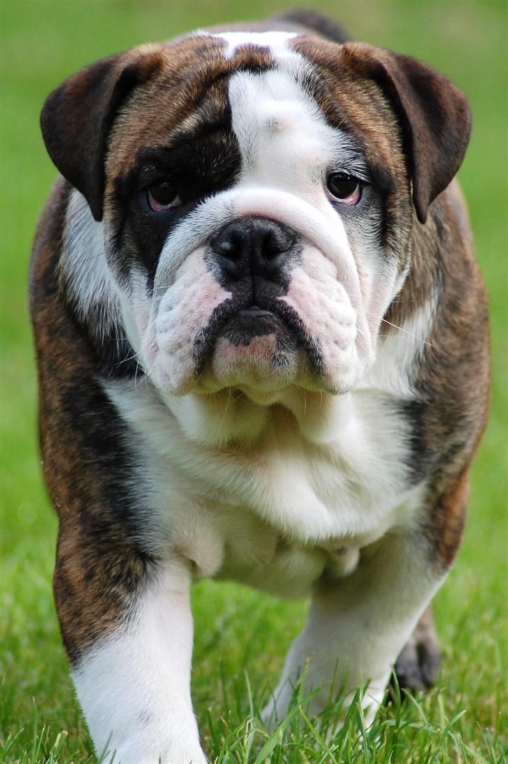 Engelsk bulldog Herman - Halløj, en lækkermås!!! billede 1