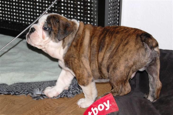 Engelsk bulldog Herman billede 2