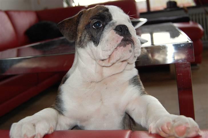 Engelsk bulldog Herman billede 3