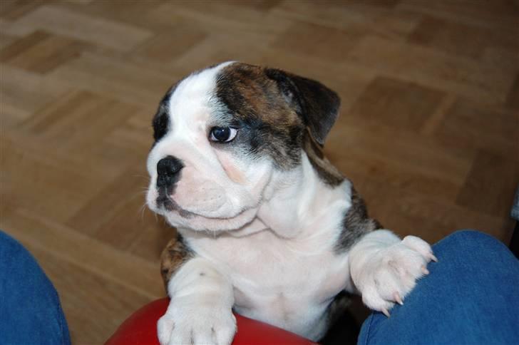 Engelsk bulldog Herman billede 4